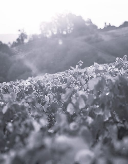 Visite et Dégustation de 5 Champagnes