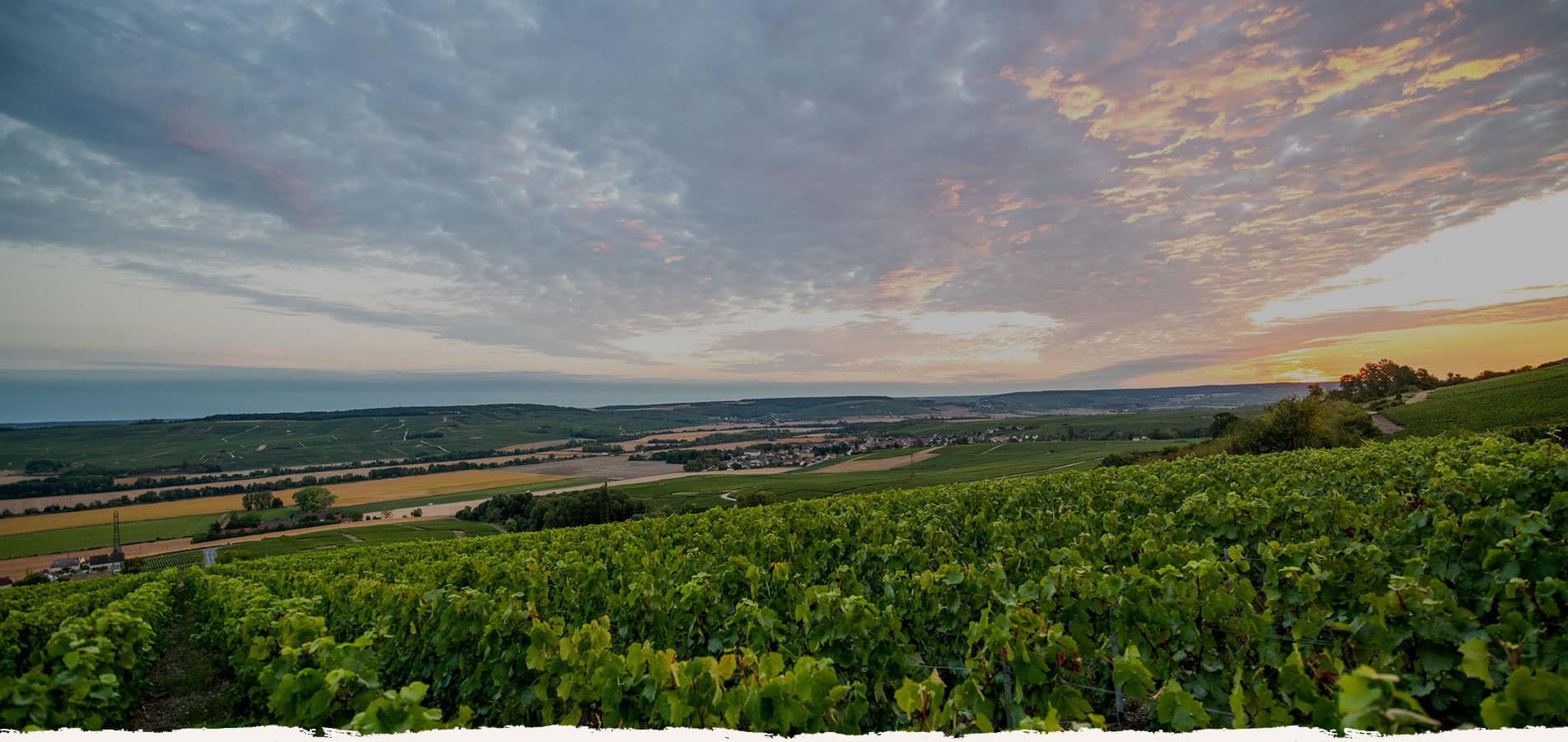 Domaines Leconte - champagnes